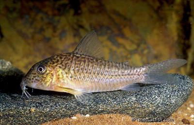 Corydoras sp. (C094)