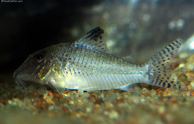 Corydoras sp. (C109)