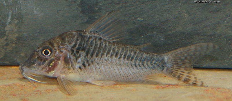 Corydoras sp. (C127)