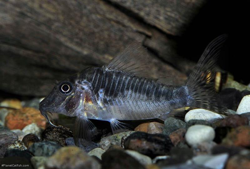 Corydoras sp. (C127)