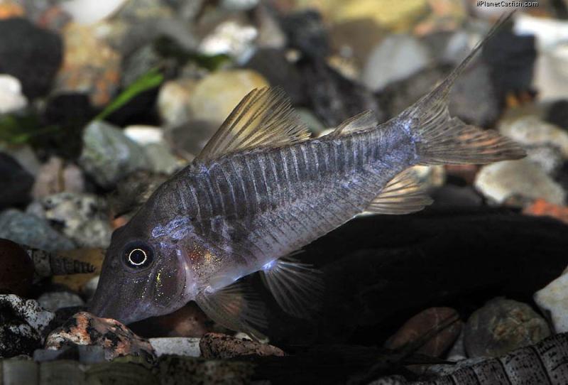 Corydoras sp. (C127)