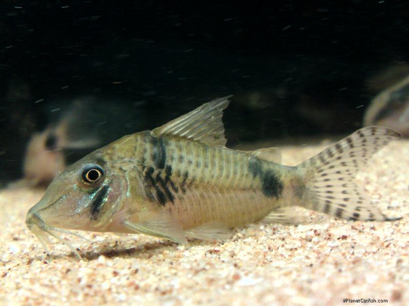 Corydoras sp. (Cw012)