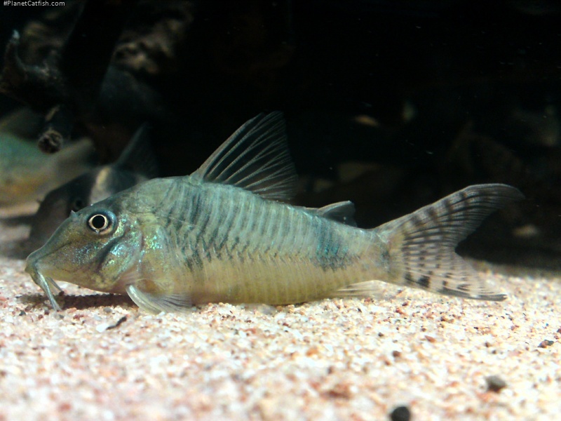 Corydoras sp. (Cw012)