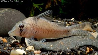 Corydoras sp. (Cw053)