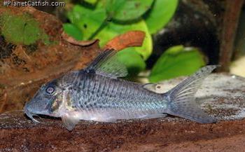 Corydoras sp. (Cw059)