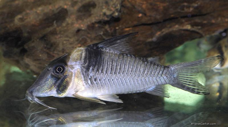 Corydoras sp. (Cw075)