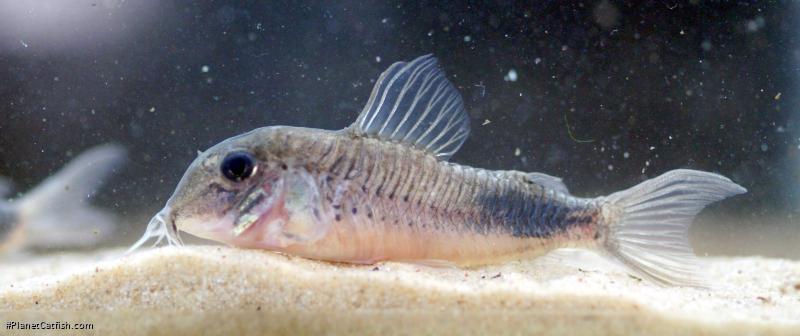 Corydoras sp. (Cw118)