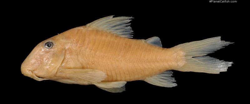 Corydoras spilurus