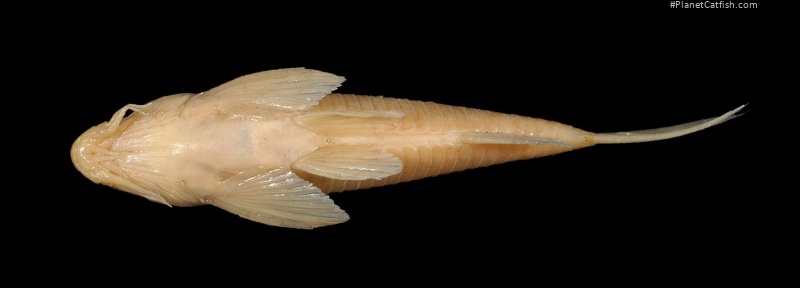 Corydoras spilurus