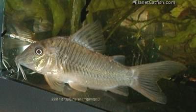 Corydoras stenocephalus