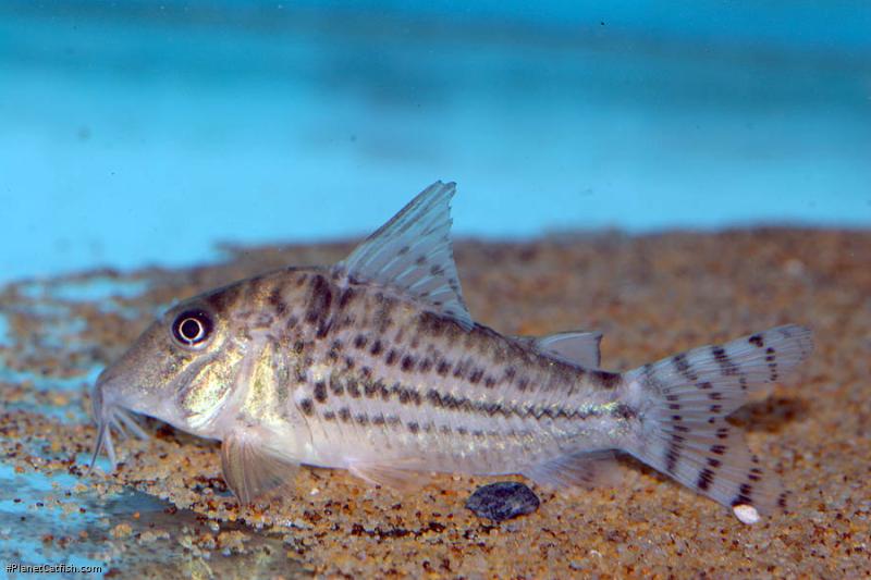 Corydoras vittatus