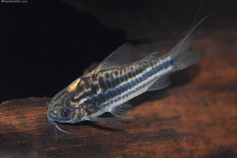 Gastrodermus cf. elegans