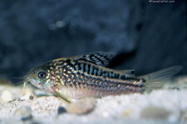 Gastrodermus elegans
