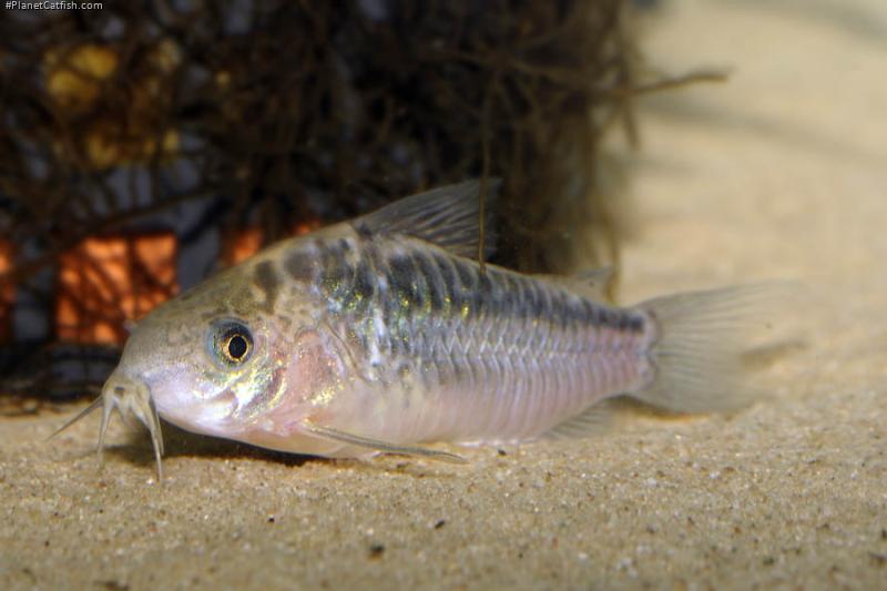 Gastrodermus elegans