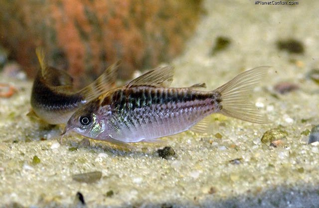 Gastrodermus elegans
