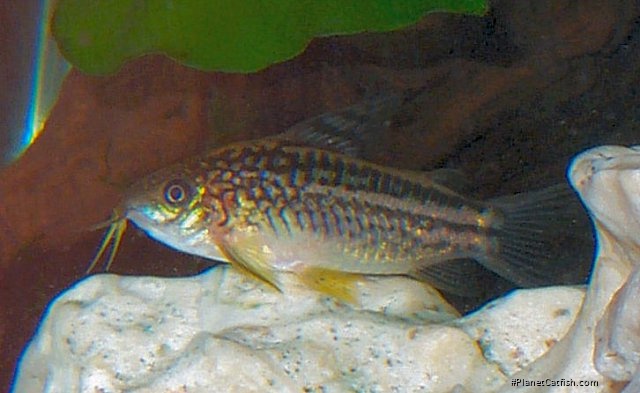 Gastrodermus elegans