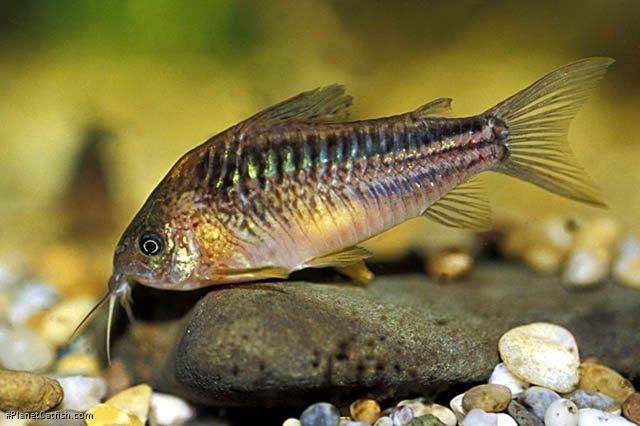 Gastrodermus elegans