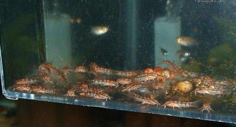 Gastrodermus gracilis