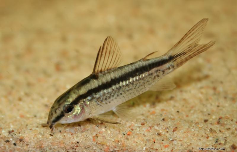 Gastrodermus gracilis