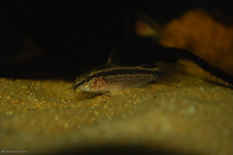 Gastrodermus gracilis