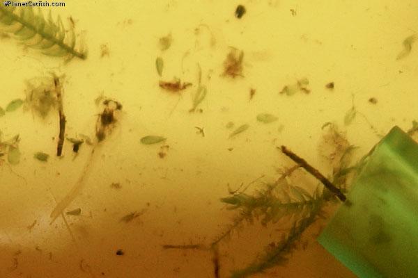 Gastrodermus guapore