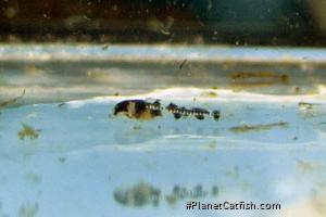Gastrodermus guapore