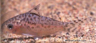 Gastrodermus mamore