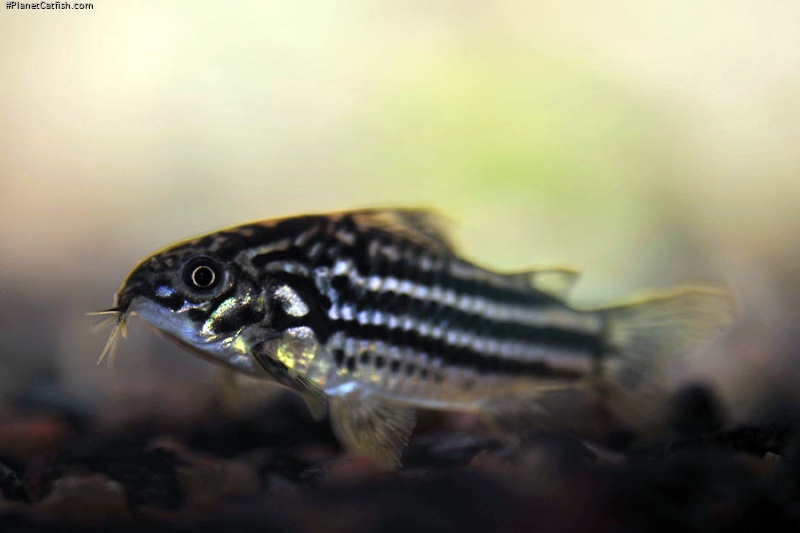 Gastrodermus napoensis