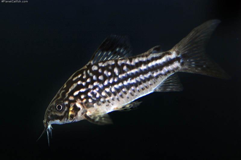 Gastrodermus napoensis