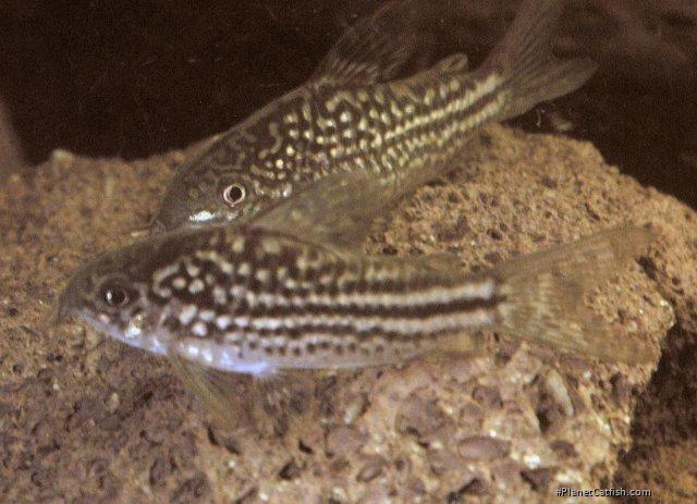 Gastrodermus napoensis