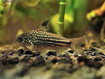 Gastrodermus napoensis