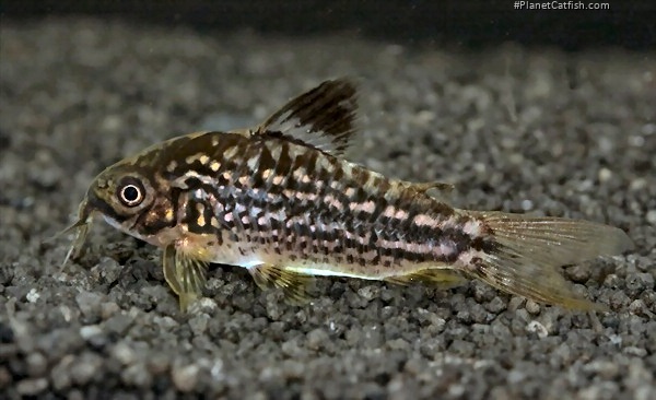 Gastrodermus napoensis