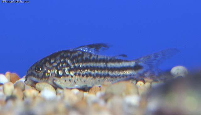 Gastrodermus napoensis