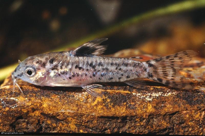 Gastrodermus pauciradiatus