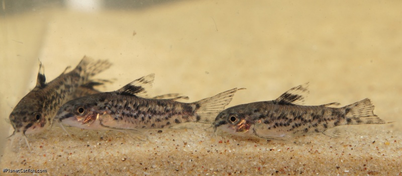 Gastrodermus pauciradiatus