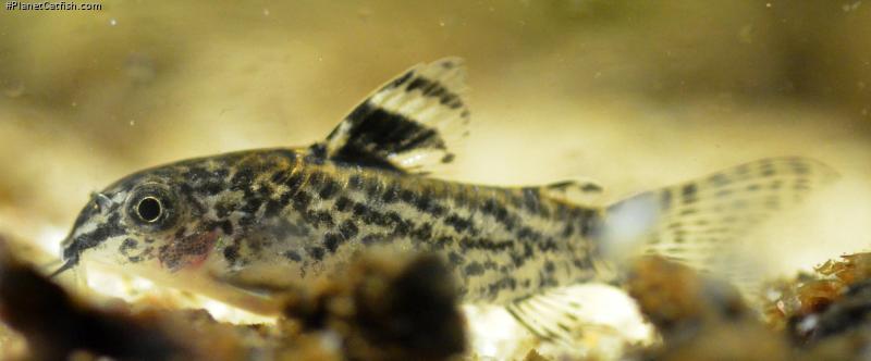 Gastrodermus pauciradiatus