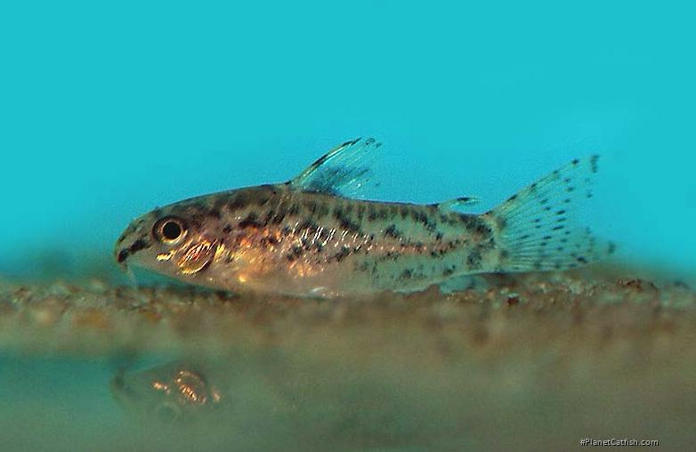 Gastrodermus pauciradiatus