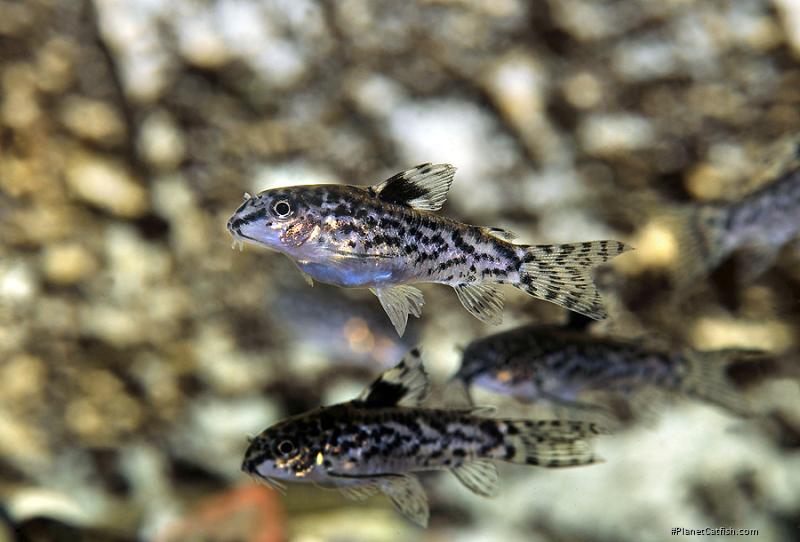 Gastrodermus pauciradiatus