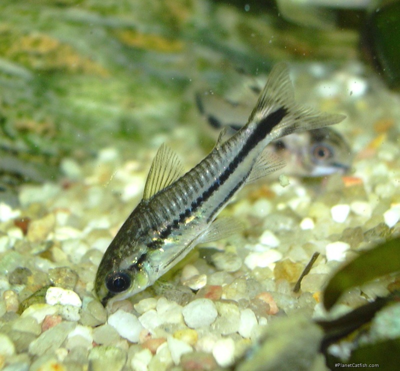 Gastrodermus pygmaeus