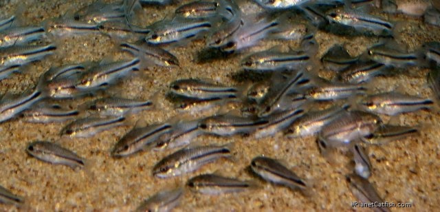 Gastrodermus pygmaeus