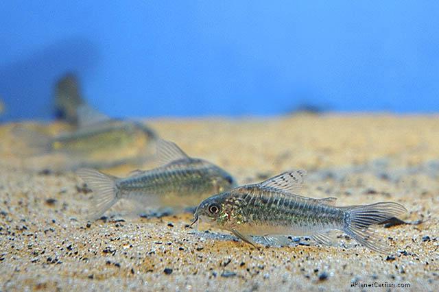 Gastrodermus sp. (C041)