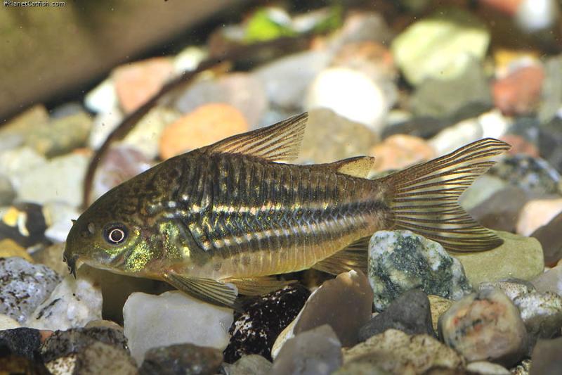 Gastrodermus sp. (C088)