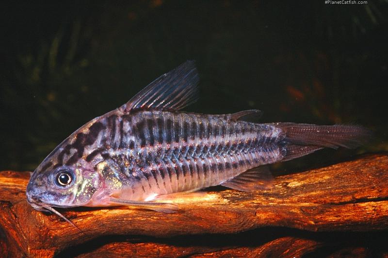 Gastrodermus sp. (C088)