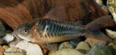 Gastrodermus sp. (C089)