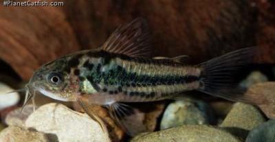 Gastrodermus sp. (C089)