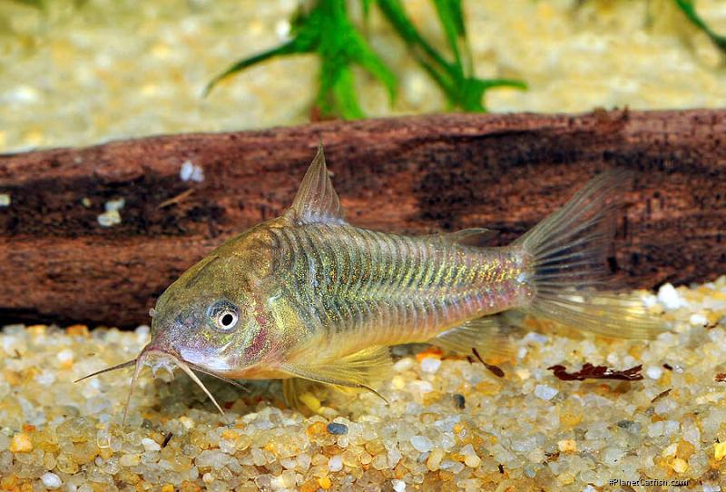 Gastrodermus sp. (C089)