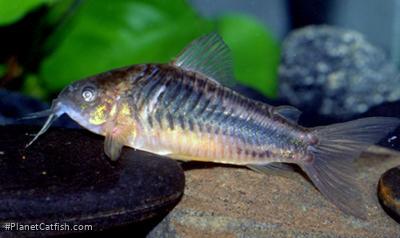 Gastrodermus sp. (C089)