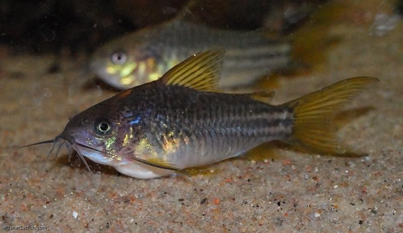 Gastrodermus sp. (C123)