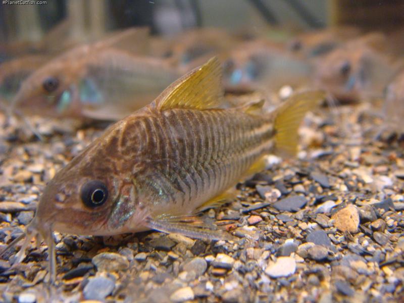 Gastrodermus sp. (C123)