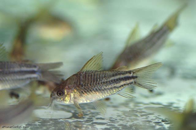 Gastrodermus sp. (C123)